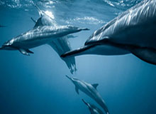 世俱杯官网-北京队正与林书豪进行沟通 不久后将重返CBA赛场？